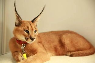 宠物薮猫：如何成为一名合格的薮猫主人？养薮猫必备知识和技巧