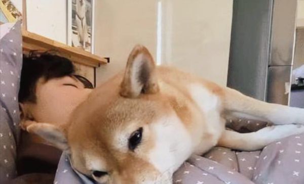 狗狗的睡眠常识，宠物健康必备（宠物主人必看，了解睡眠保健要点）