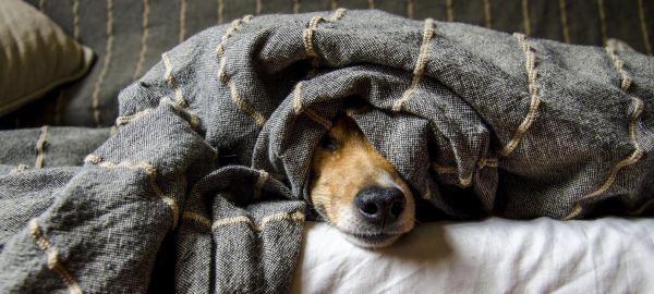 狗狗的睡眠常识，宠物健康必备（宠物主人必看，了解睡眠保健要点）