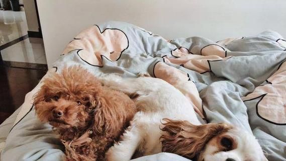 狗狗的睡眠常识，宠物健康必备（宠物主人必看，了解睡眠保健要点）
