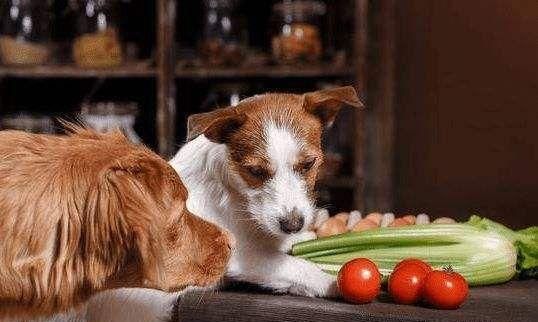 狗狗速成训练法（宠物主人必备，快速训练狗狗的五招窍门）