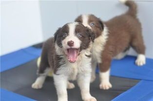 “边牧身长,母犬标准,宠物必备知识!”