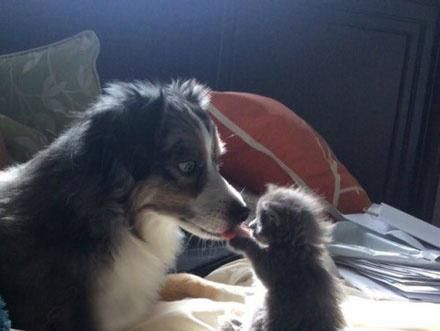 萌宠萌图第1471：小奶猫竟然对大狗狗做这种事！