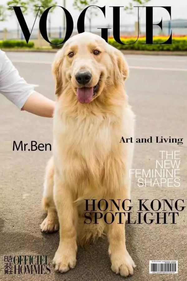 可爱金毛， 美丽的写真！