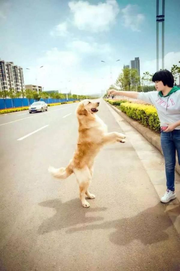 可爱金毛， 美丽的写真！