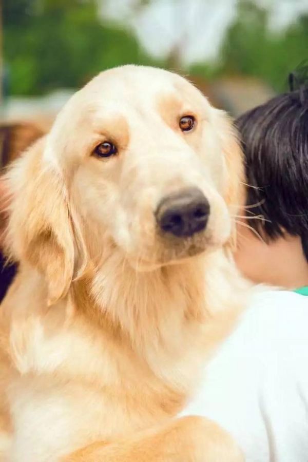 可爱金毛， 美丽的写真！