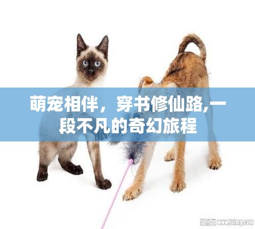 萌宠相伴，穿书修仙路,一段不凡的奇幻旅程