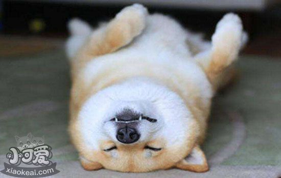 柴犬多大成年