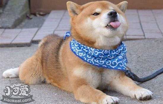 柴犬多大成年