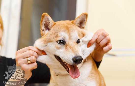 柴犬多大成年