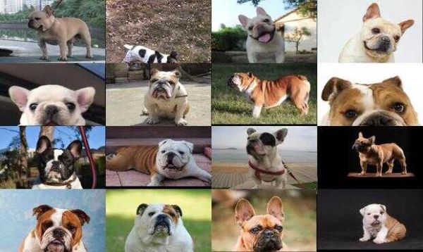 斗牛犬成年多重