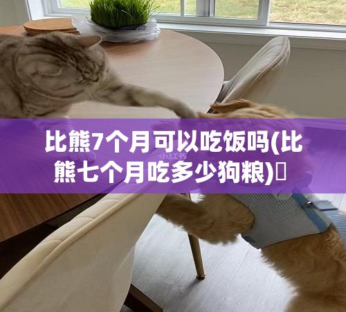 比熊7个月可以吃饭吗(比熊七个月吃多少狗粮)✅ 