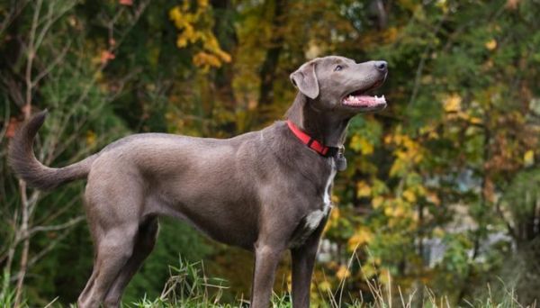 全能犬，你真的了解吗（探究以什么狗是全能犬）