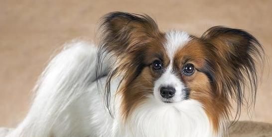 全能犬，你真的了解吗（探究以什么狗是全能犬）