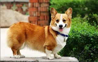 柯基犬：全能宠物的六大魅力与挑战