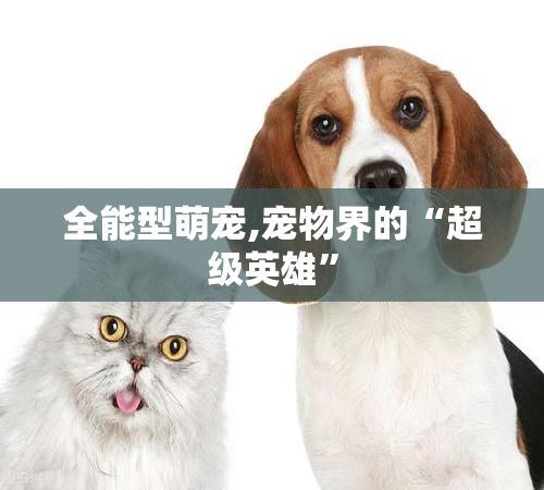全能型萌宠,宠物界的“超级英雄”