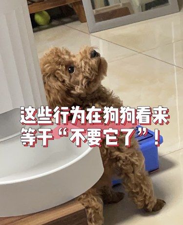狗狗害怕被丢弃