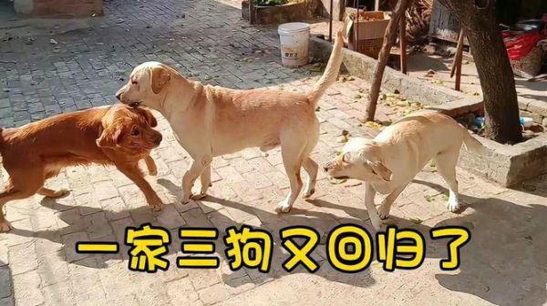 萌宠乐园之吃东西