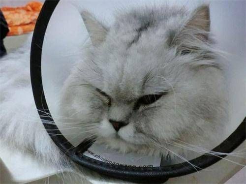养宠经验:猫咪呕吐拉稀带血