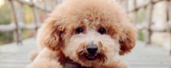 狗能不能吃猪肉 这些民间传说你也信？