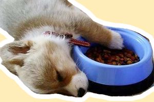 狗只吃肉怎么办