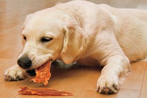 狗吃肉消化不良怎么办