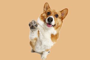 狗吃生肉会变凶吗