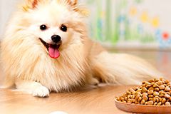 博美犬为什么会挑食？狗狗挑食解决方法