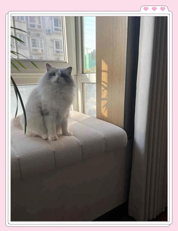 猫罐头选购指南：性价比高的新品推荐  猫罐头种类大揭秘！ 主食罐头：营养丰富，可替代猫粮，为猫咪提供全面营养。 零食罐头：价格亲民，肉汤分明，适口性好，但不宜过多喂食。 功能性罐头：添加了特殊成分，建议在宠物医生指导下使用。 汤罐：补水神器，特别适合不爱喝水的猫咪。  猫罐头喂食频率指南： 主食罐头：根据猫咪年龄、体重和能量需求进行喂食。 4-12个月猫咪：每天每斤需补充40千卡能量。 1-4个月猫咪：每天每斤需补充60千卡能量。  精选猫罐头推荐： whycat猫罐头：70%鲜肉，高蛋白无谷无胶，适合长肉发腮。 金交猫罐头：纯肉单一不致敏，营养均衡，适合玻璃胃猫咪。 ZIWI猫罐头：新西兰进口肉源，牛肉配方助骨骼发育，适合术后补充营养。 小李子猫罐头：肉质紧实，矿物质丰富，适合幼猫和需要增重的猫咪。  选择猫罐头时，要根据猫咪的年龄、体质和需求来挑选，确保它们吃得健康又开心！-有驾