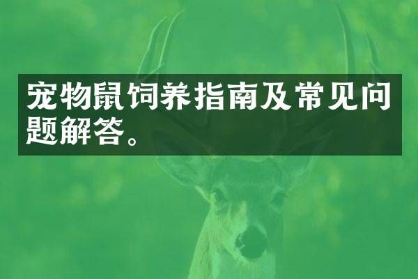 宠物鼠饲养指南及常见问题解答。