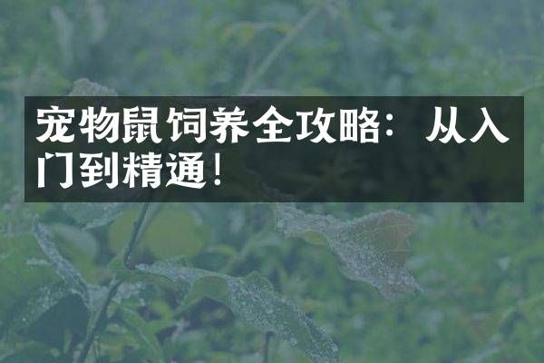 宠物鼠饲养全攻略：从入门到精通！