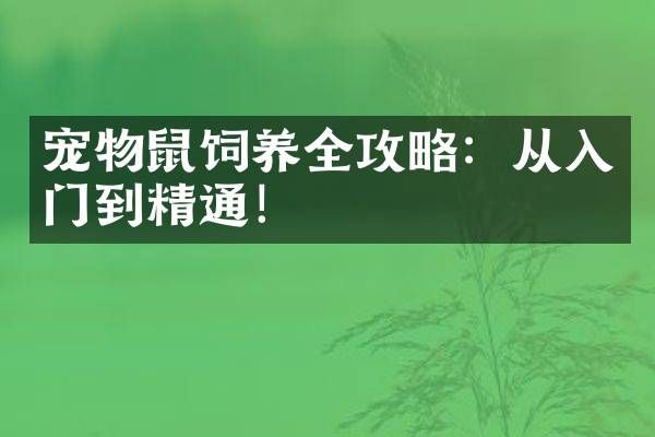 宠物鼠饲养全攻略：从入门到精通！