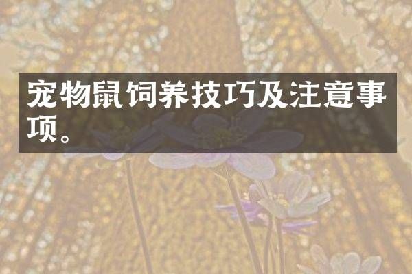 宠物鼠饲养技巧及注意事项。