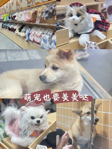 治愈系宠物天堂｜毛孩子的迪士尼乐园