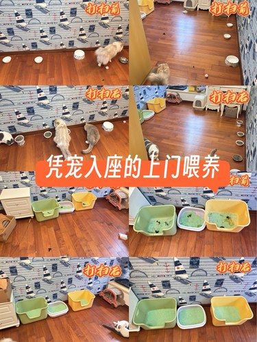 凭宠入座的上门喂养是强迫症式的照料，放心极了
