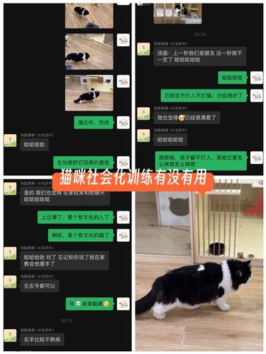 猫咪社会化训练到底有没有用？！！