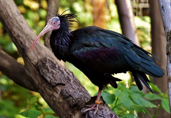 Bald ibis resting on tree branch. 