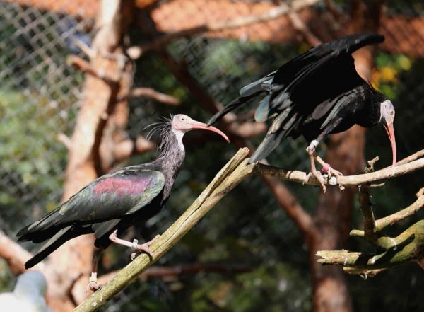 Bald ibis 