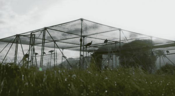 Waldrapp aviary