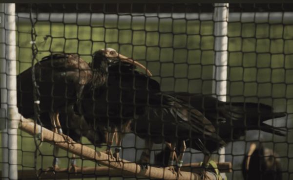 Northern bald ibis inside the aviary. 