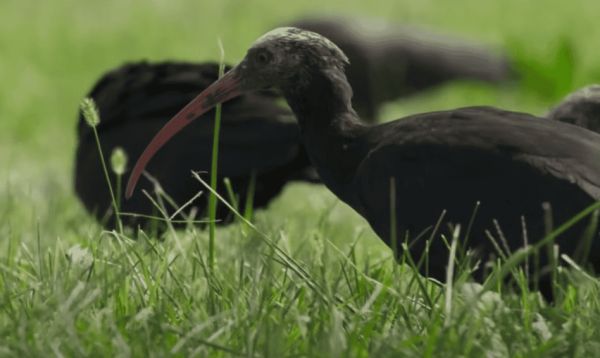 Northern bald ibis. 
