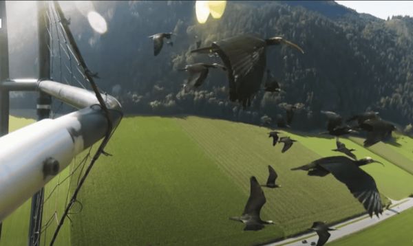 Northern bald ibis on their migratory journey. 