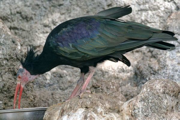 Northern bald ibis. 