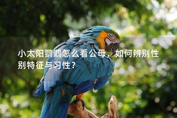 小太阳鹦鹉怎么看公母，如何辨别性别特征与习性？