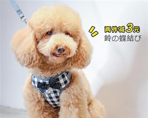 营救狗狗，这样做最正确（掌握这些技巧）