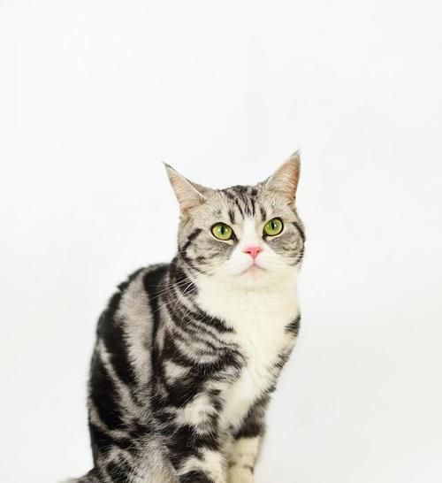 猫奴必看（掌握这些购买技巧）