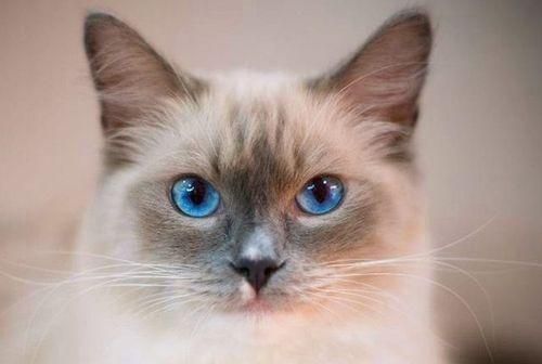 猫奴必看（掌握这些购买技巧）