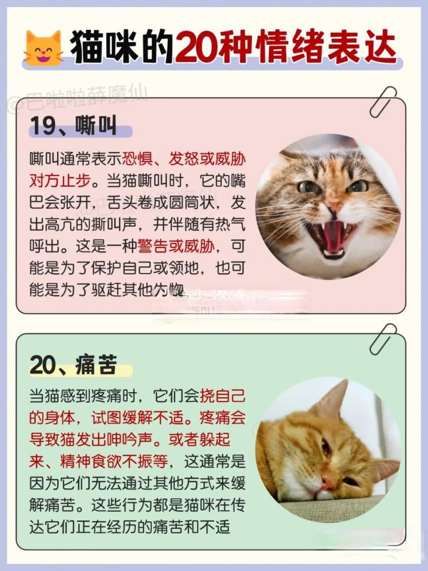 细致识别猫咪情绪,科学提升幸福感的全方位攻略