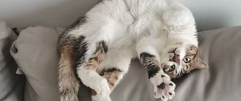 细致识别猫咪情绪,科学提升幸福感的全方位攻略