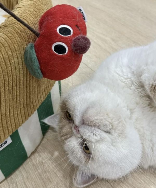 细致识别猫咪情绪,科学提升幸福感的全方位攻略